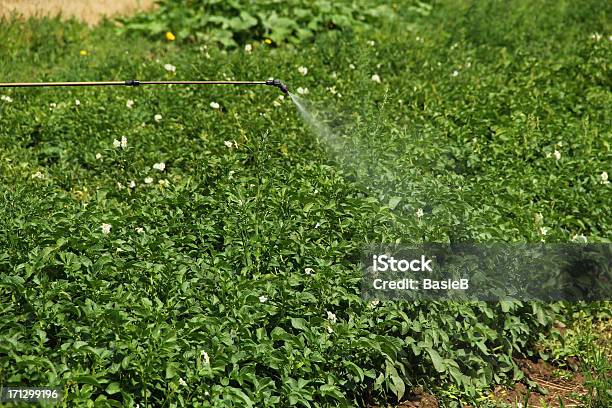 Kartoffel Field Stockfoto und mehr Bilder von Auftragen - Auftragen, Ausrüstung und Geräte, Biologie