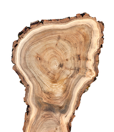 Cross section of walnut tree trunk.