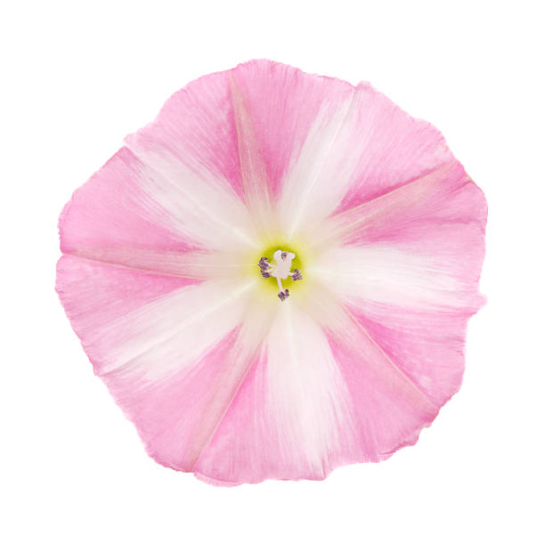 Convolvulus Pink flower on white background convolvulus photos stock pictures, royalty-free photos & images