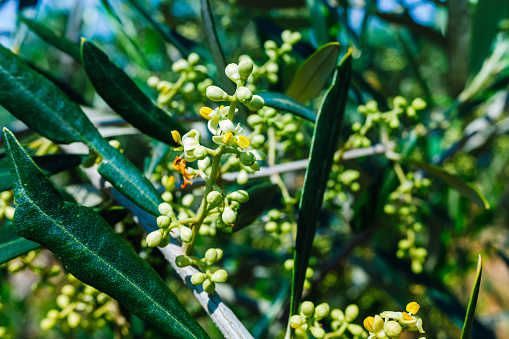 Blooming flowers of a pollen-laden Mediterranean olive tree.
