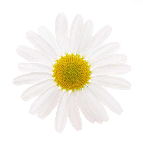 camomile - gerbera daisy single flower flower spring fotografías e imágenes de stock