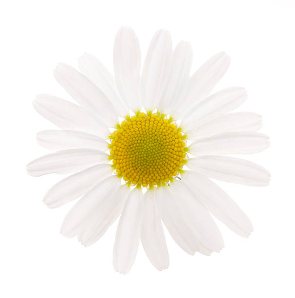 camomille - gerbera daisy single flower flower spring photos et images de collection