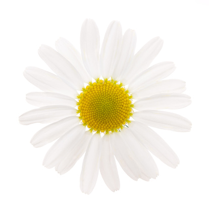 image of chamomilla flower white background studio