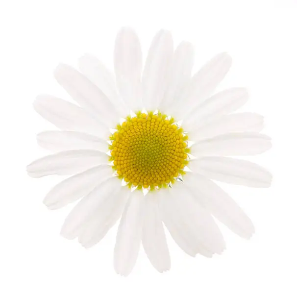 White flower on white background