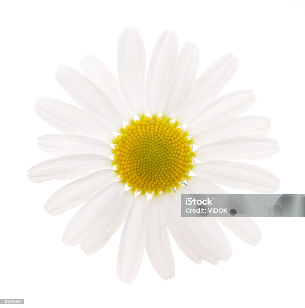 Camomile - Foto de stock de Camomila Romana royalty-free