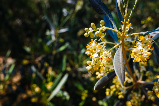 Blooming flowers of a pollen-laden Mediterranean olive tree.