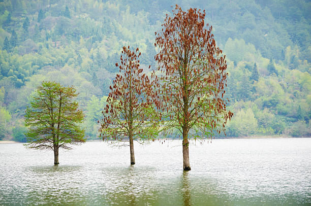 Flood Infected Tree 57,900+ Trees Flood Stock Photos, Pictures & Royalty-Free Images - iStock