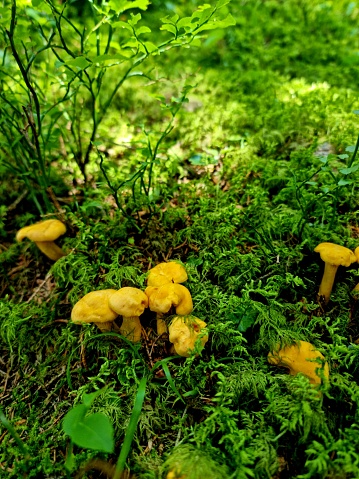 Several little chanterelle mushrooms on forest flor. The close-up image with the edible mushrooms was captured during sumer season in the swiss alps.