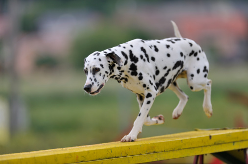 Dalmatian dog on agility course, over the dog walk obstacle