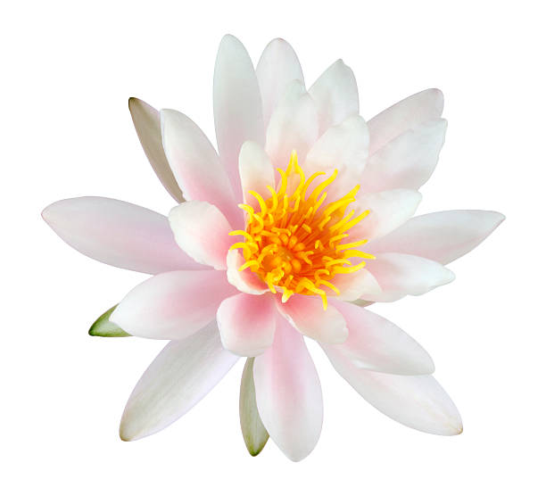 istock Pink Lotus flower 171299960