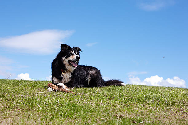 istock Border collie on grassy headland 171300123