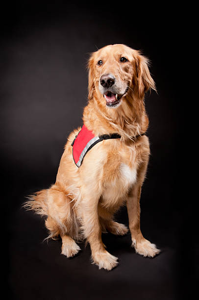 Happy Golden Retriever Rescue Dog Smiling Golden Retriever Service Dog Sitting on Black Background search and rescue dog photos stock pictures, royalty-free photos & images