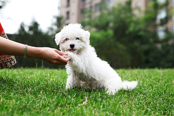 lindo cachorro aperto de mão xg - cão miniatura - fotografias e filmes do acervo