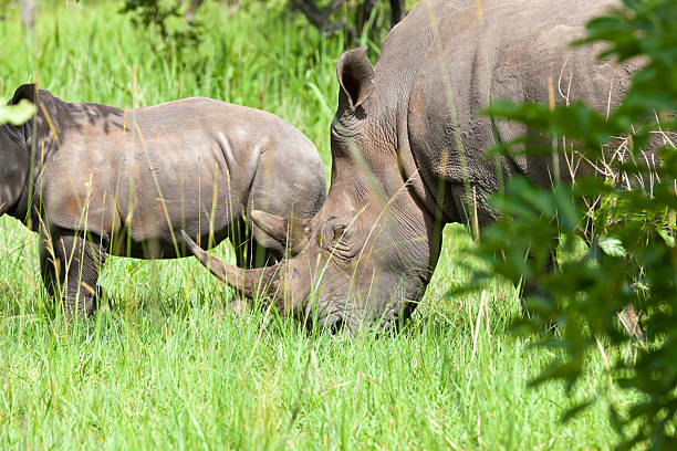 istock White Rhinos - double horns 171300205