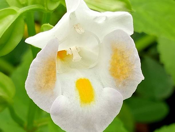 istock White and yellow wishbone flowers. 1713002210