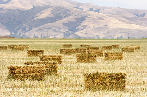 istock Bales of Hay on Field 171300651
