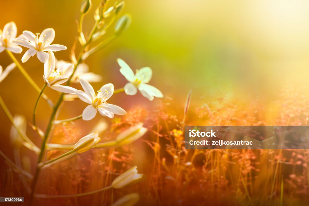 Bellissima natura - Foto stock royalty-free di Ambientazione esterna