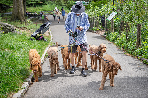 Central Park, Manhattan, New York, USA - August 15th 2023:  Man walking a large group of similar yellow dogs in leashes