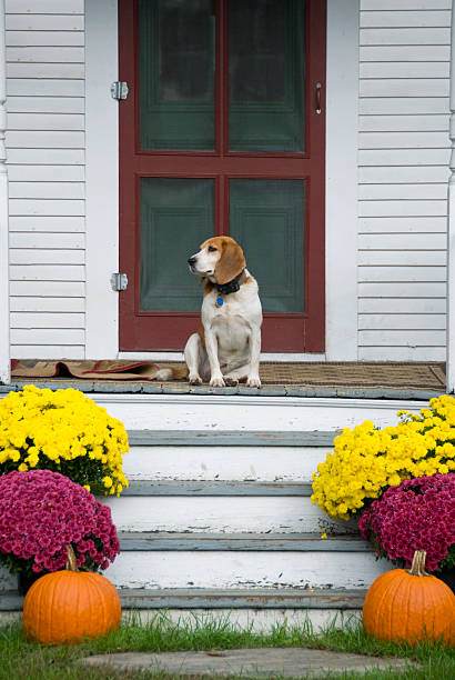 istock Beagle sitting at the front porch 171301149
