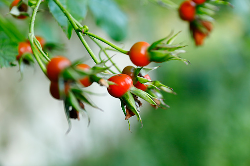 Rose hips - the fruits of the rose in a hedge