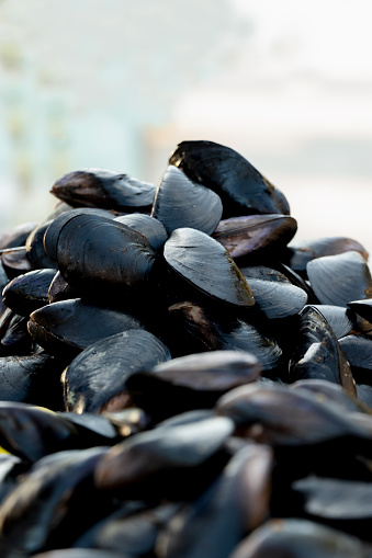 Vertical photo of a group of mussels or shells. Selective Focus.