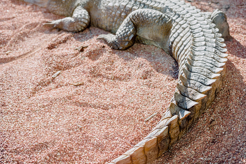 Tail of a crocodile resting in the sun to warm up.