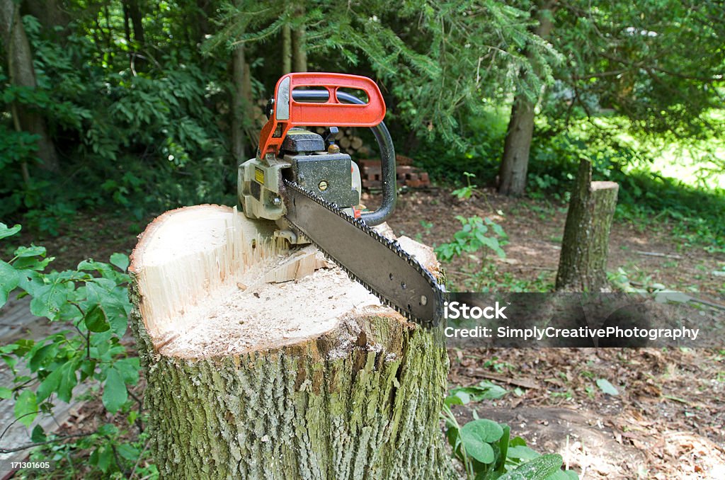 Chainsaw on Tree Stump A gas powered chainsaw on the stump of a recently cut down ash tree. Chainsaw Stock Photo