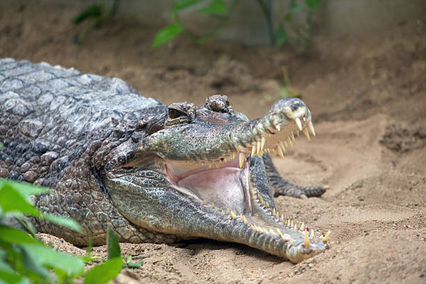 faux gavial (tomistoma schlegelii - gavial photos et images de collection