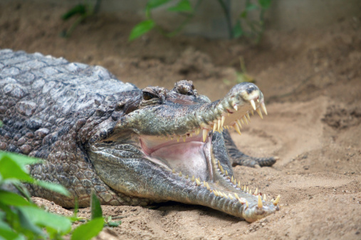 False gavial (Tomistoma schlegelii) 