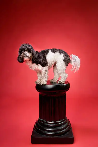 Photo of Excited Shih Tzu Poodle Dog on a Pedestal