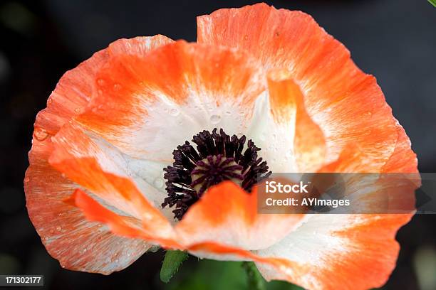 Picotee Papaver Orientale - Fotografie stock e altre immagini di Arancione - Arancione, Bianco, Composizione orizzontale