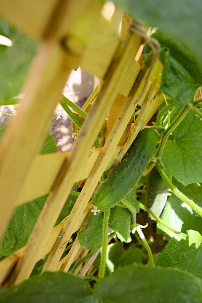 Cucumber Vine On A Trellis stock photo