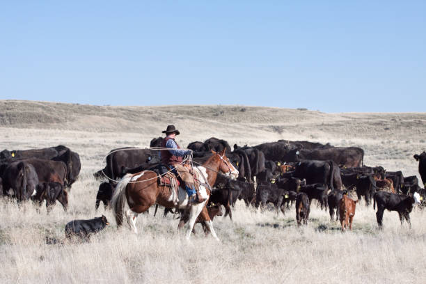 istock Cowboy Herding of Angus Cattle on Open Range 171302481