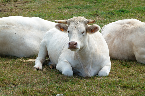 White Charolais cow lying in a meadow on a sunny summer day at cape La Hague, the northermost tip of the Cotentin peninsula, Normandy, France