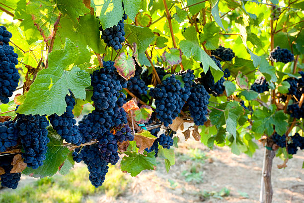 Red grapes ripen on the vine in a vineyard stock photo