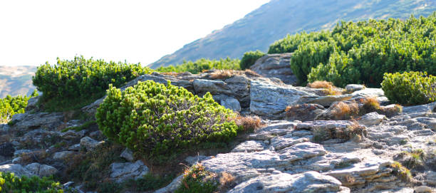 eine malerische berglandschaft mit blauem himmel, grünen wiesen, die im sommer eine atemberaubende aussicht bieten. - sky blue grass green stock-fotos und bilder