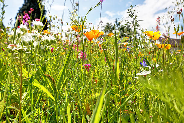 prairie d'été - flower blumenwiese meadow flower head photos et images de collection