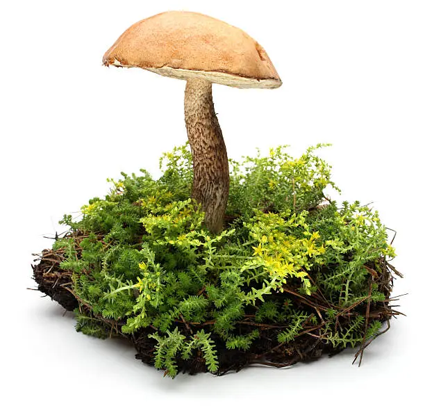 Photo of forest mushrooms