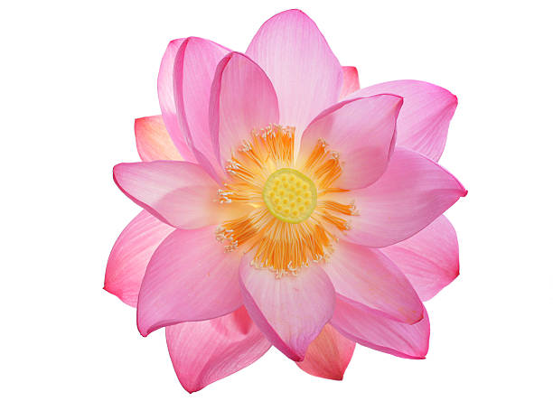 incredibile loto sacro dall'alto - lily white flower single flower foto e immagini stock
