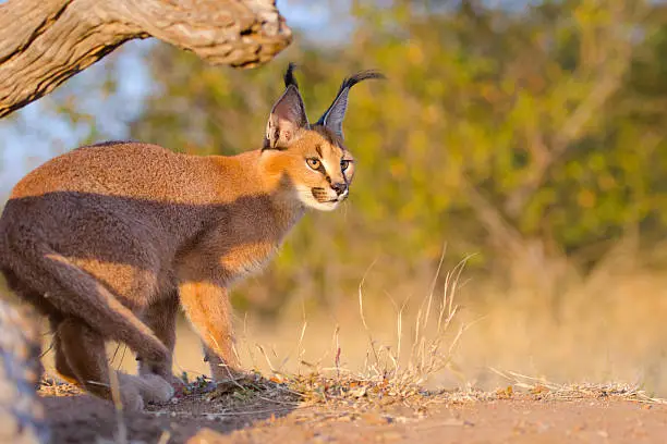 Caracal Prowling - South Africa
