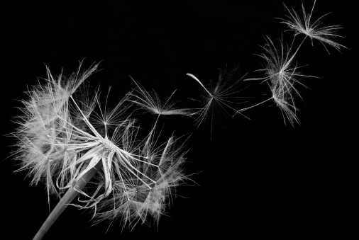 Beautiful dandelion flower closeup rendered in black and white with scattered seeds