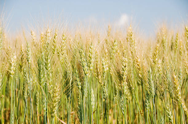 istock Stalks of ripe grain in field 171303482