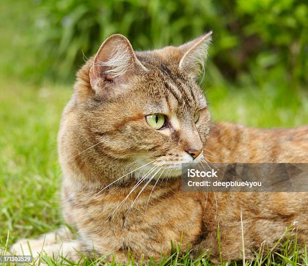 Photo libre de droit de Chat En Herbe banque d'images et plus d'images libres de droit de Affectueux - Affectueux, Aliment, Aliments et boissons