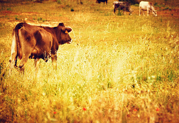 http://blogtoscano.altervista.org/bus.jpg 