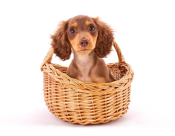 dachshund cachorrinho em um cesto - dog dachshund pets close up imagens e fotografias de stock