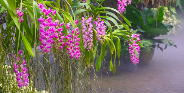 Group of beautiful Pink Rhynchostylis Gigantea orchid flowers are blooming in home ornamental garden Group of beautiful Pink Rhynchostylis Gigantea orchid flowers are blooming in home ornamental garden, selective focus rhynchostylis gigantea orchid stock pictures, royalty-free photos & images