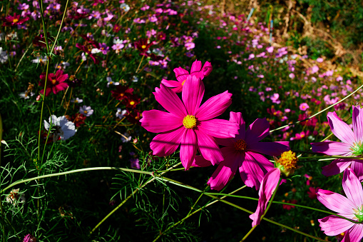 Pink cosmos flower on field