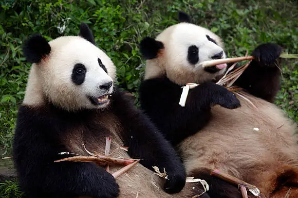 Photo of two panda eating bamboo shoot