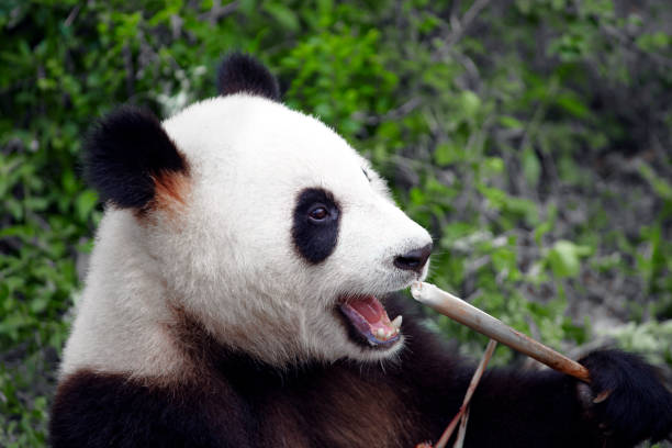 istock close up of panda eating bamboo 171303916