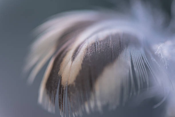 Wild bird feather in the wind for background